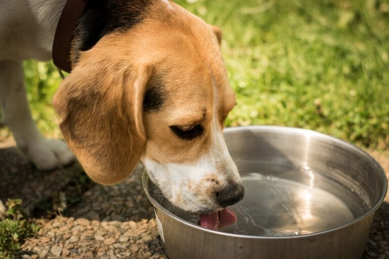 dog dehydration