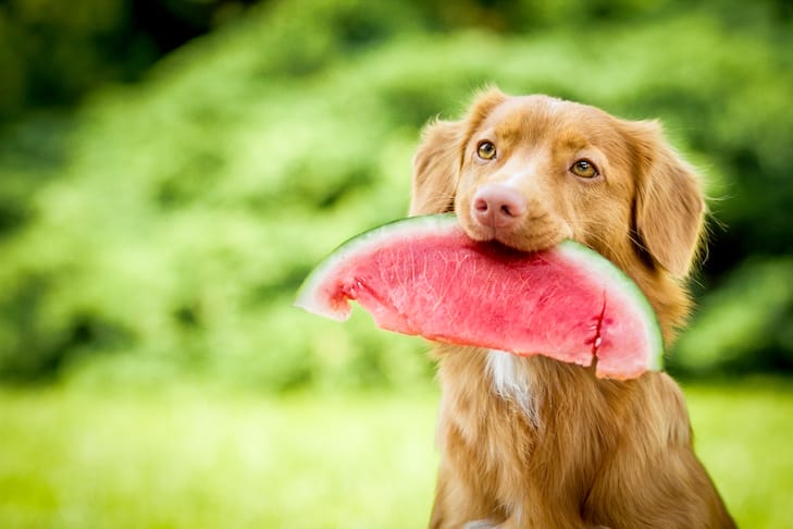 is watermelon ok for dogs