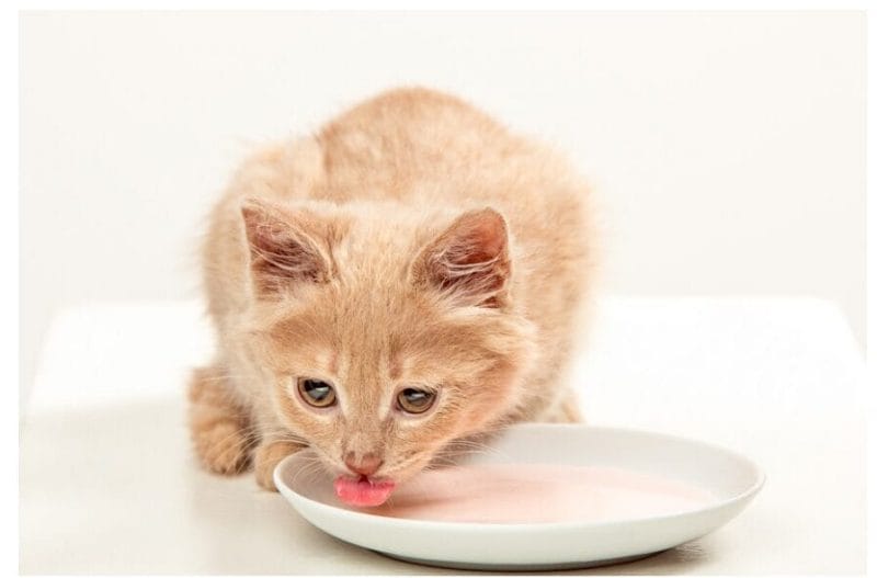 can cats eat curd