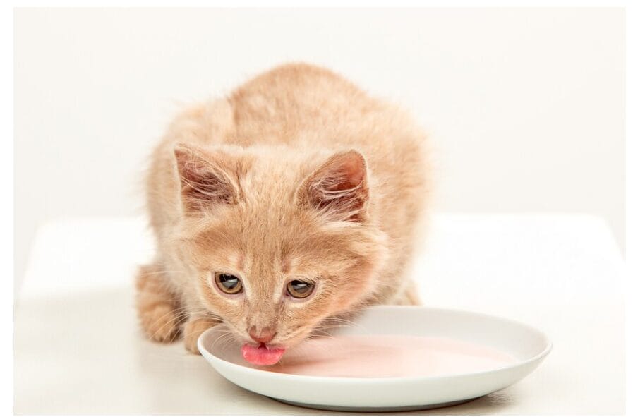 can cats eat curd