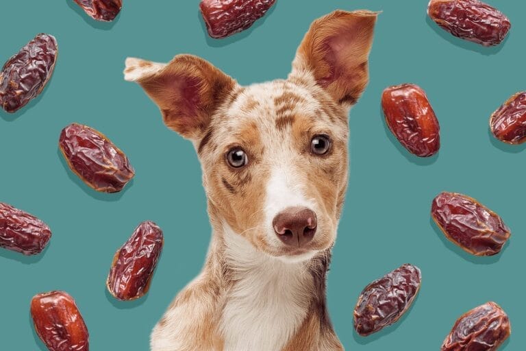 can dogs eat dates