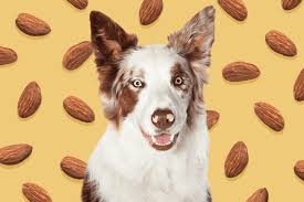 can dogs have almonds