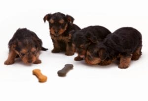 food allergy in dogs