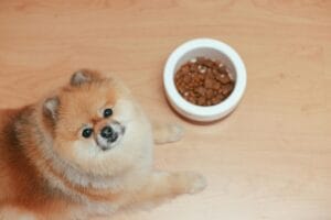 food allergy in dogs