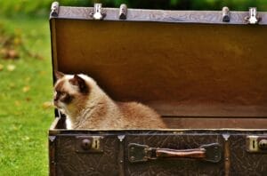 travel with cats