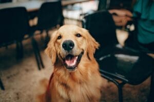 Labrador Retriever Nutrition Guide