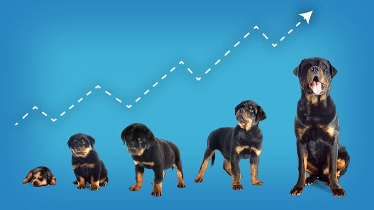 can dogs grow after 5 years