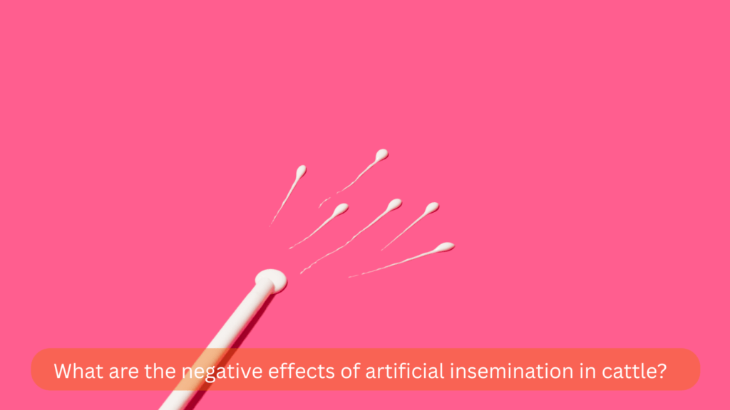 Potential negative effects of artificial insemination in cattle include reduced genetic diversity, increased risk of reproductive infections, and reliance on skilled labor. Learn more about its drawbacks and considerations.